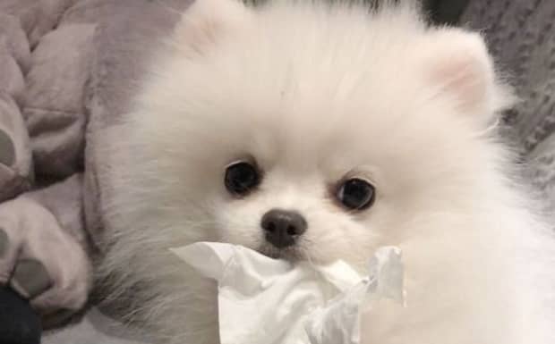 一只1岁的博美大概卖多少钱