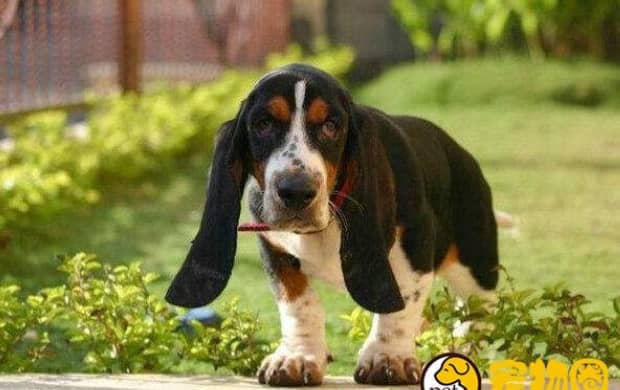 比格/米格鲁犬和巴吉度犬有什么区别 比格/米格鲁犬和巴吉度犬有什么区别