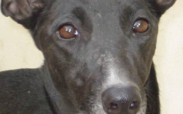 幽灵犬多少钱一只