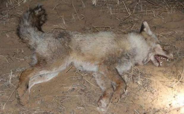 狗携带狂犬病毒大概会在多少天死亡