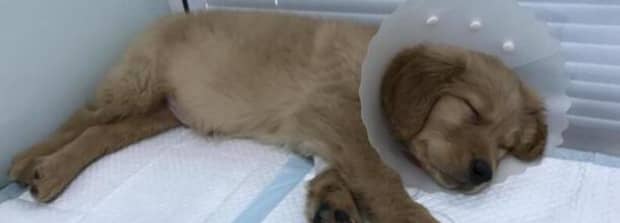 人被得了犬瘟的狗咬了能怎么样