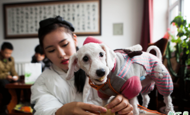 狗狗不吃狗粮怎么纠正好