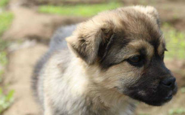 犬瘟热初期症状