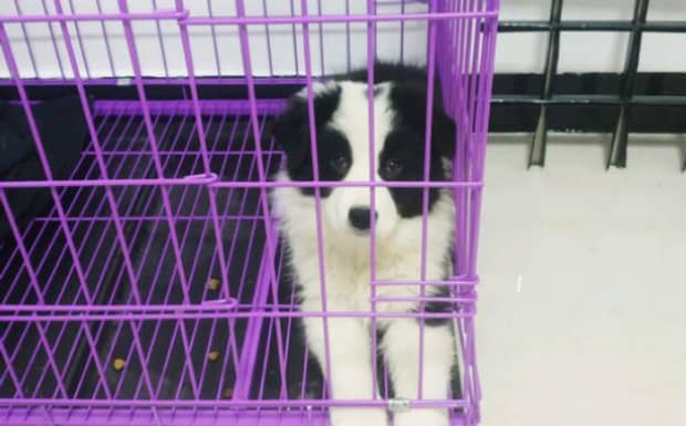 我家狗狗没有精神不吃东西只喝水还吐