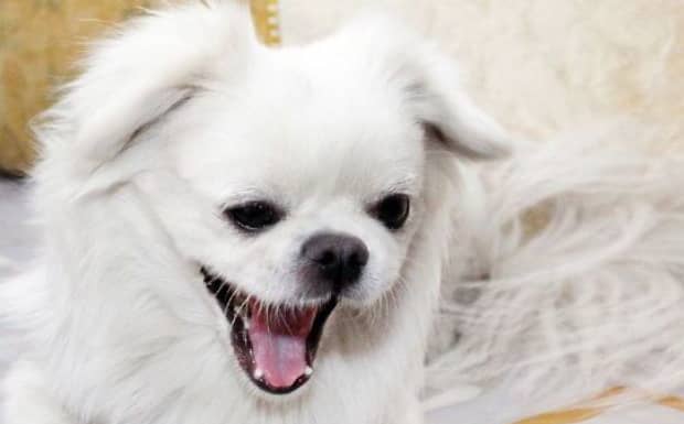 狗狗喜欢主人有什么表现