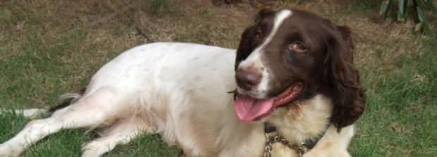 英卡是小型犬吗英卡好养吗