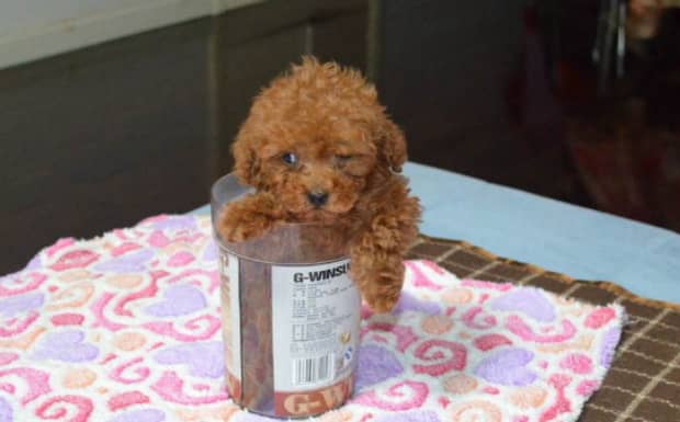 茶杯犬多少钱一只幼崽