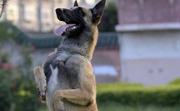 马犬智商排名第几
