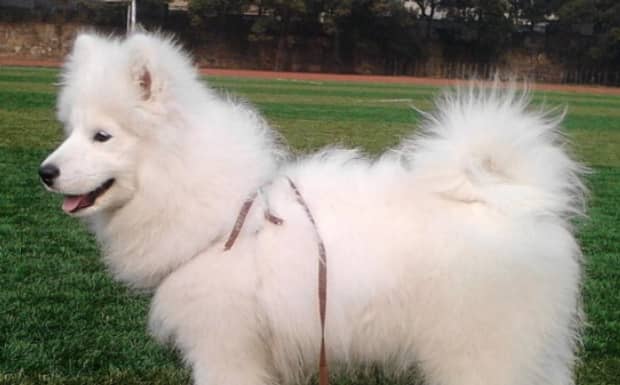 适合新手养的中小型犬