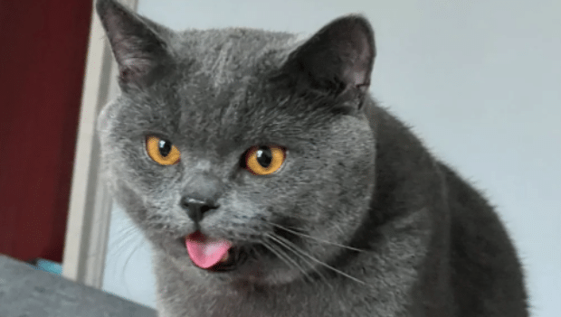 跳蚤粉可以撒在猫身上吗