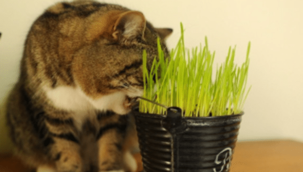 猫草用什么种的比较好 猫草用什么种的比较好