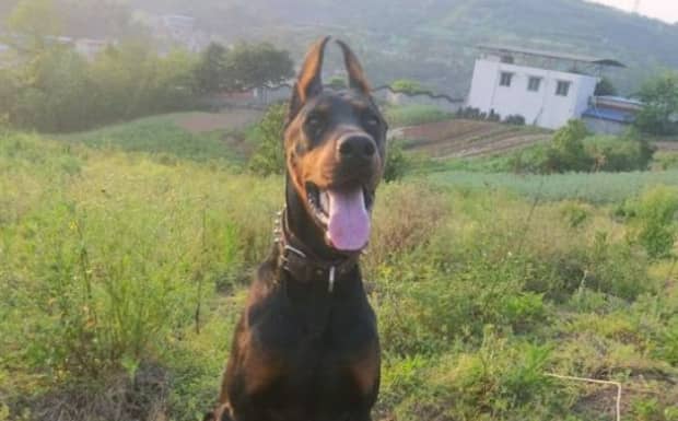 为什么养杜宾犬的人少