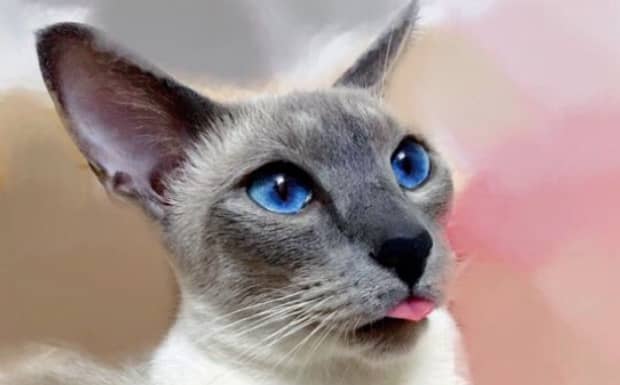十大便宜好养的猫