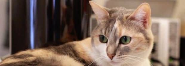 招财猫为什么有的是闭眼有的是睁着眼呢 招财猫为什么有的是闭眼有的是睁着眼呢