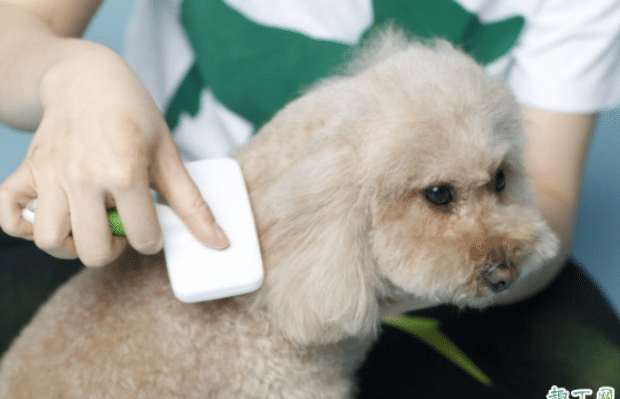 刚出生的狗狗多久可以洗澡