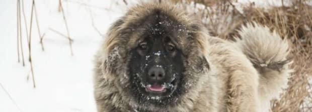 纽芬兰犬禁养原因