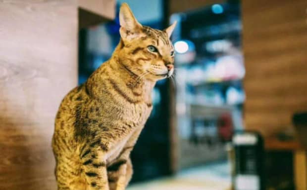 世界上最贵的猫