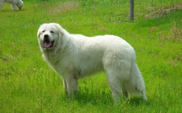 适合家养的霸气巨型犬