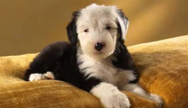 幼犬没长牙齿怎么喂养