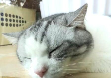 如何治疗中毒的猫