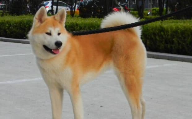 柴犬和秋田犬的区别是什么哪种好养些
