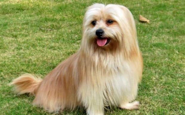 什么品种的小型犬适合家养