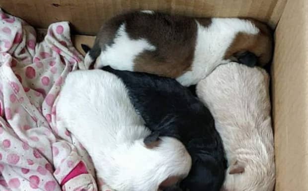狗狗可以和人一起上床睡觉吗