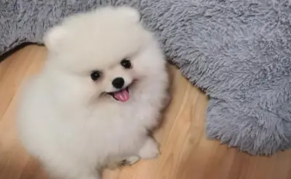 博美一天吃多少狗粮