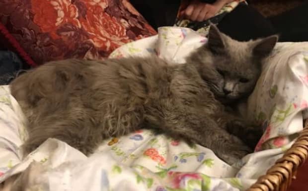 英国短毛蓝猫幼猫多少一只