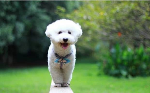 比熊犬和泰迪哪个更好