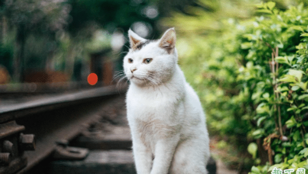 猫咪多大年龄做绝育手术比较好
