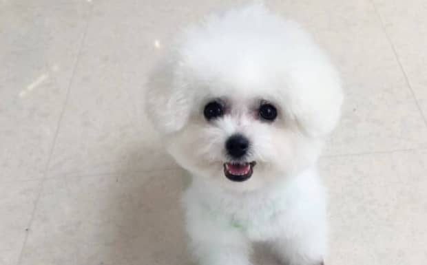 狗狗几个月开始认主人 狗狗几个月开始认主人