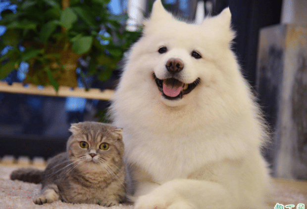 猫咪可以吹空调吗 猫咪可以吹空调吗