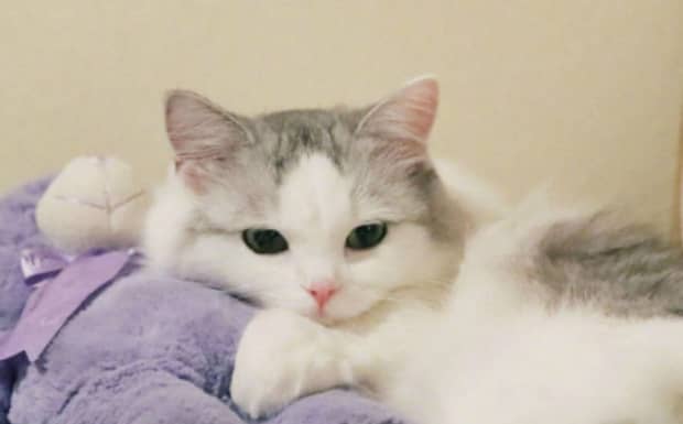猫腹水什么症状 猫腹水什么症状