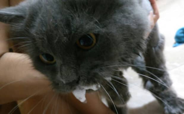 如何治疗中毒的猫