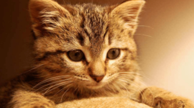 猫毛沾屎怎么能擦干净