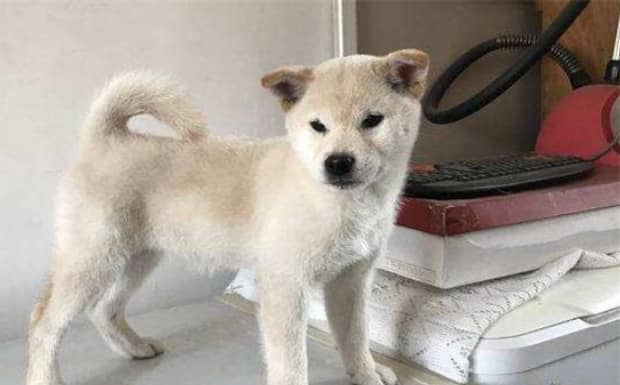 白柴为什么便宜