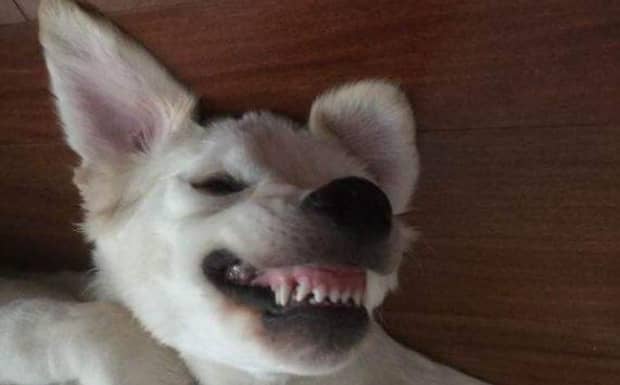 狗得狂犬病有什么早期症状