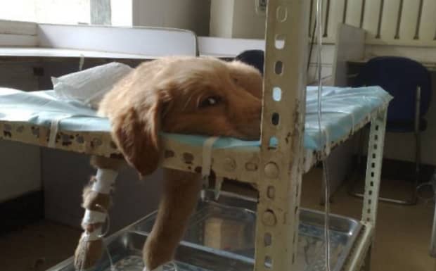 狗狗经常呕吐黄色泡沫吃什么药 狗狗经常呕吐黄色泡沫吃什么药