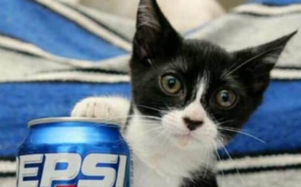 皮堡斯小猫的寿命是多长啊哪里有卖的