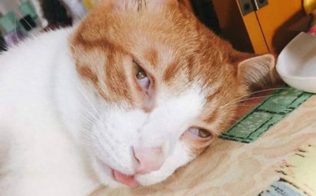 如何治疗中毒的猫