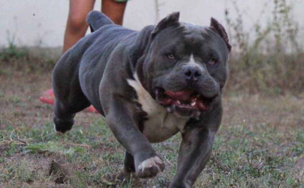犬价格美国恶霸犬多少钱一只