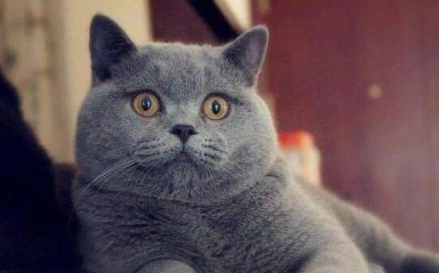 英短蓝猫的优缺点都有哪些