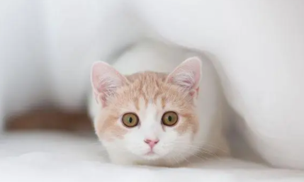 小猫拉屎很臭怎么回事