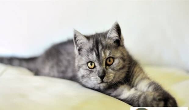 猫驱虫一次大概多少钱