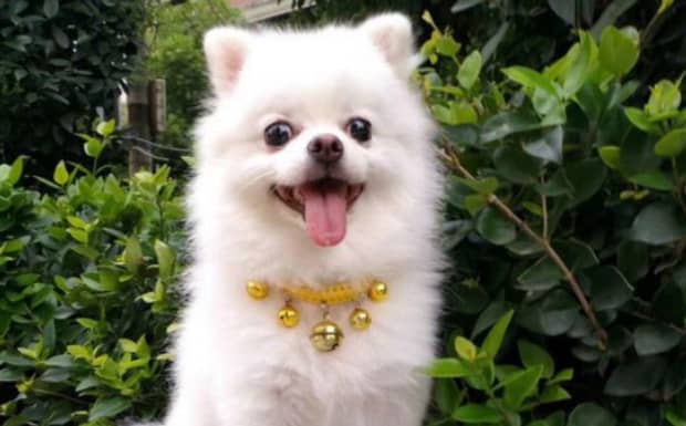 博美犬好养不一窝能生几个 博美犬好养不一窝能生几个