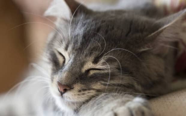 养猫的好处和坏处都有哪些