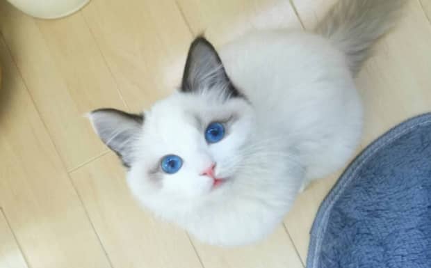 布偶猫为什么不能养