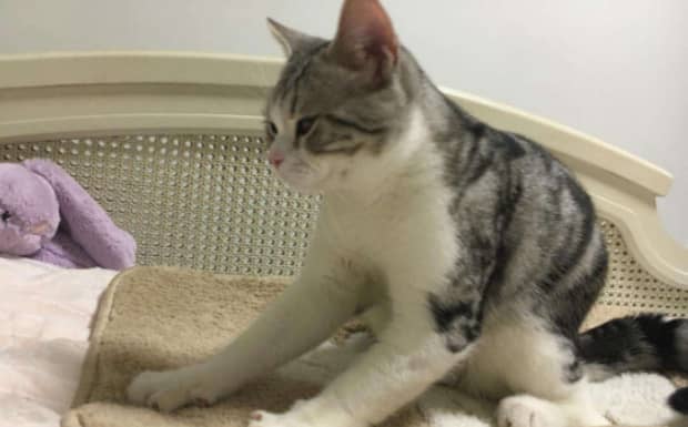 猫咪肚子里长虫子怎么办