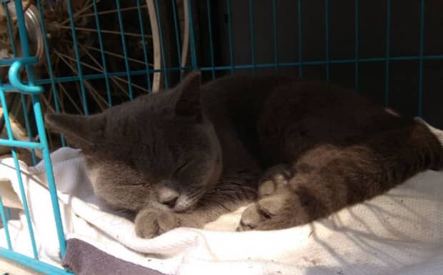 养猫的好处和坏处都有哪些